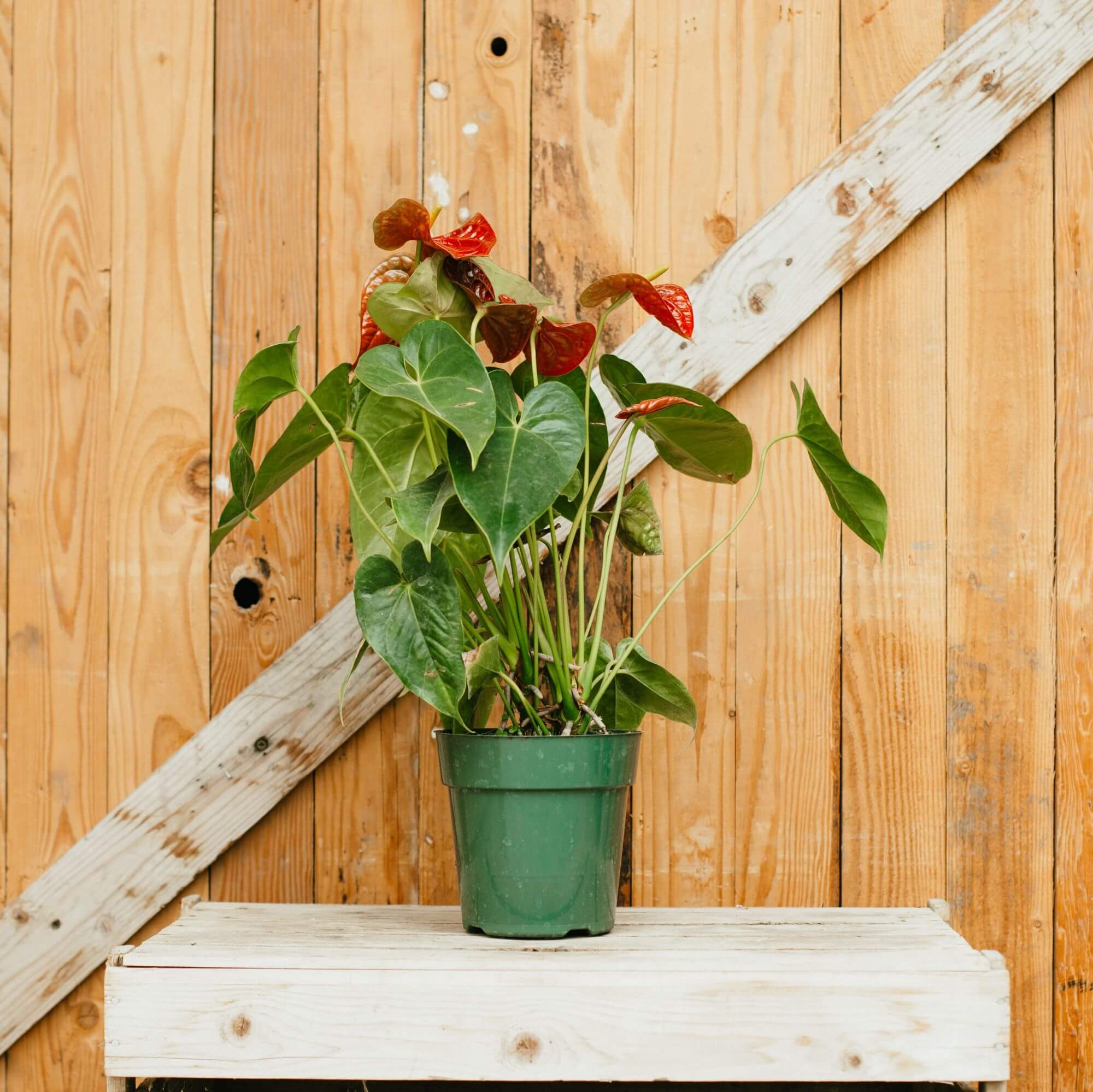 Anthurium, Red