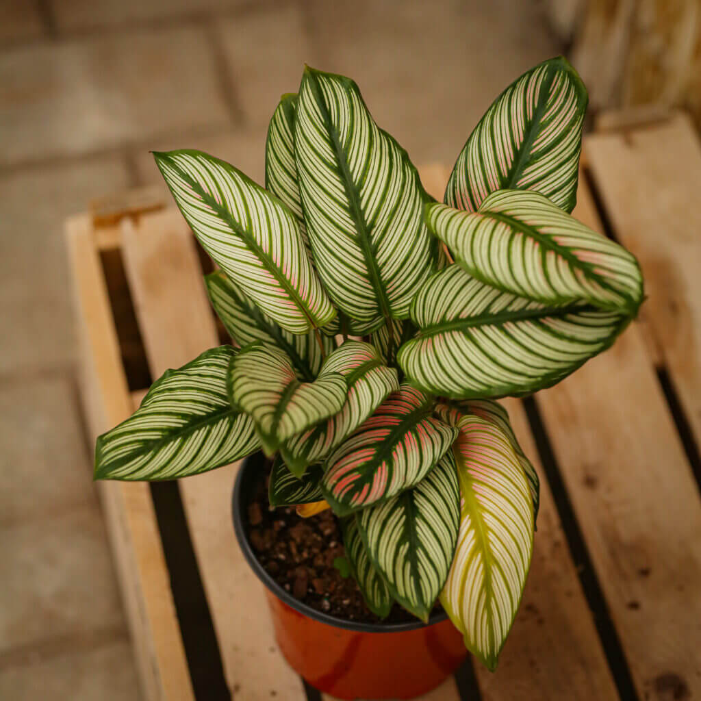 Image for Calathea, White Star