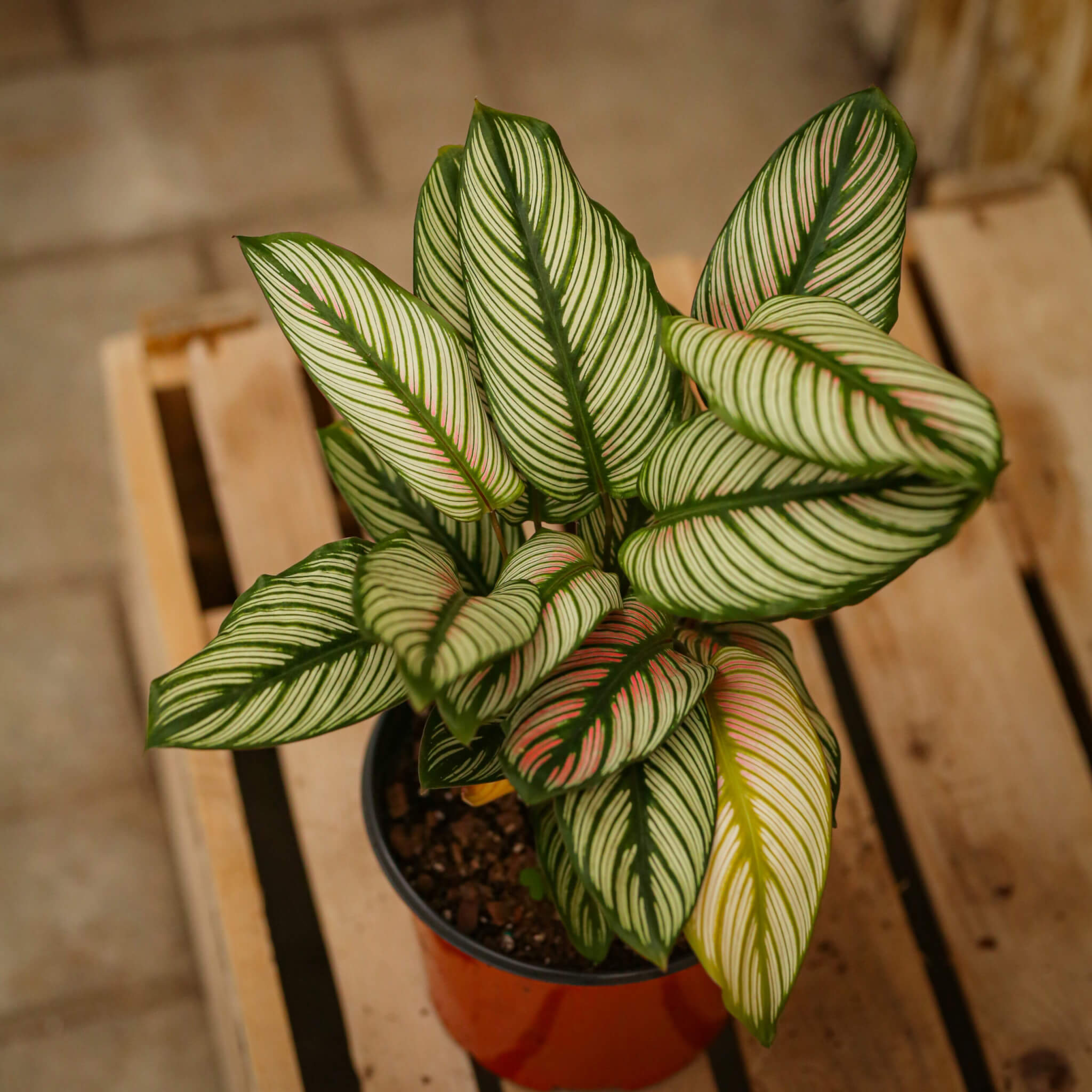 Calathea, White Star