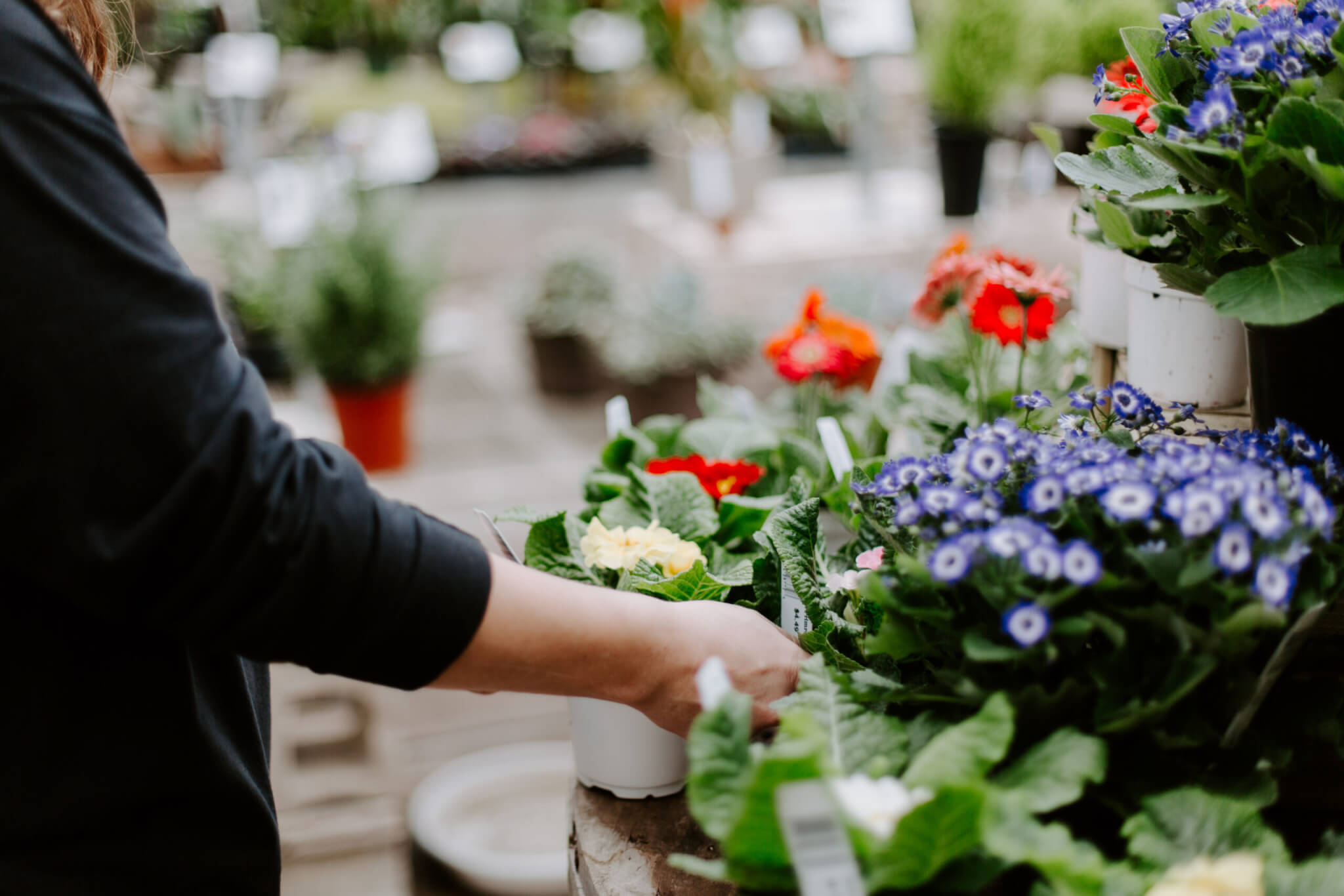 Going to the Plant Nursery? Follow These Shopping Tips | Millcreek Gardens