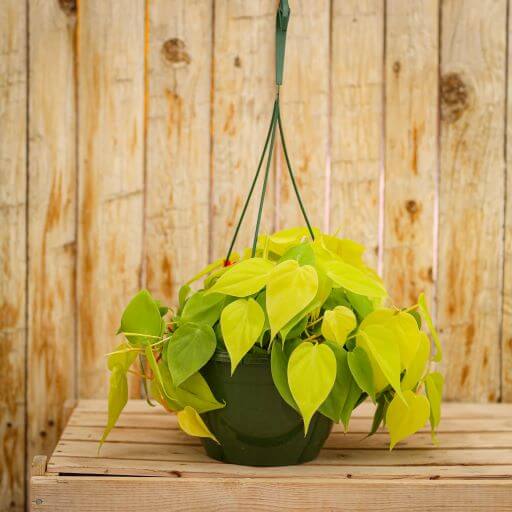Philodendron, Heartleaf Lemon Lime