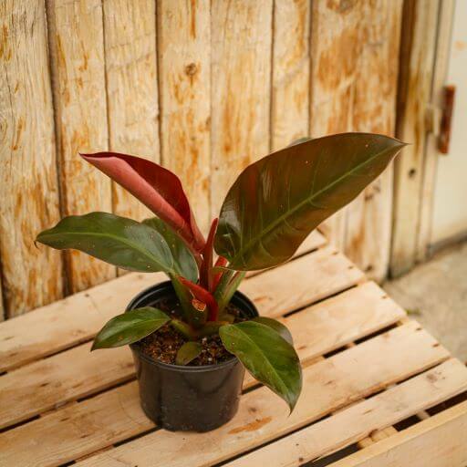 Philodendron, Imperial Red Campbell's Nursery