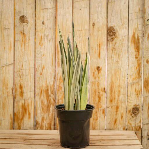 Sansevieria, Bantels Sensation