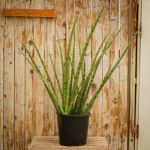 Sansevieria, Cylindrica