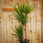 Yucca Cane