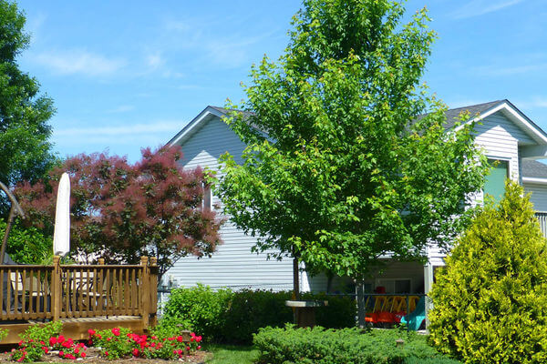 Landscape Plants