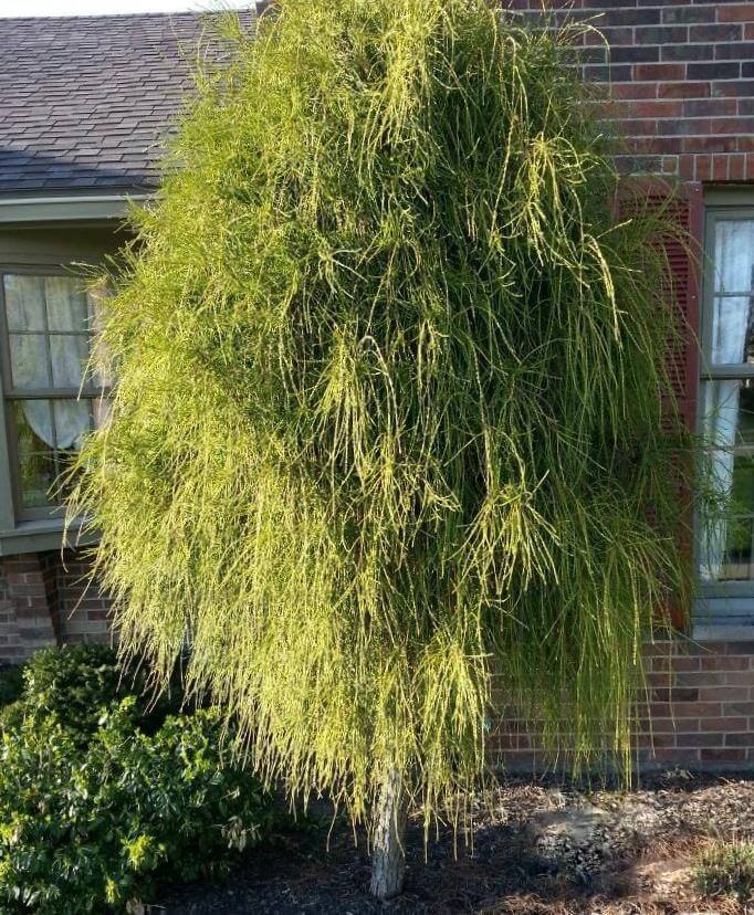 Arborvitae, Weeping Threadleaf