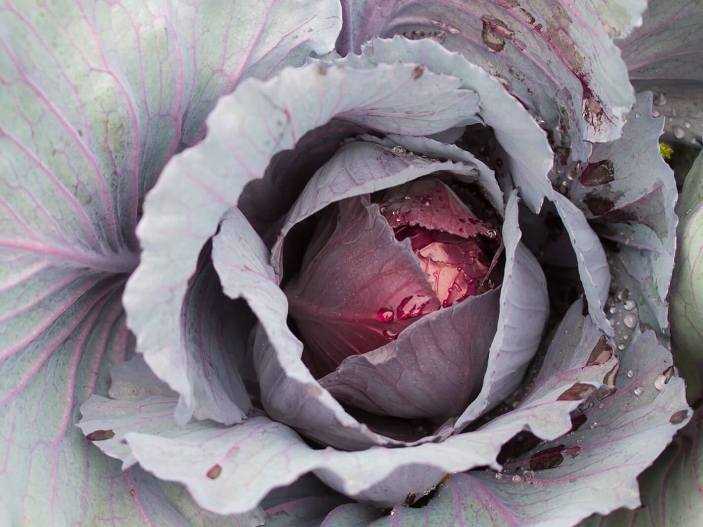 Cabbage, Ruby Perfection