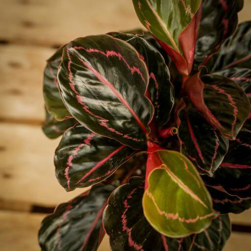 Calathea, Dottie