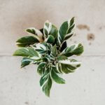 Calathea, Fusion White