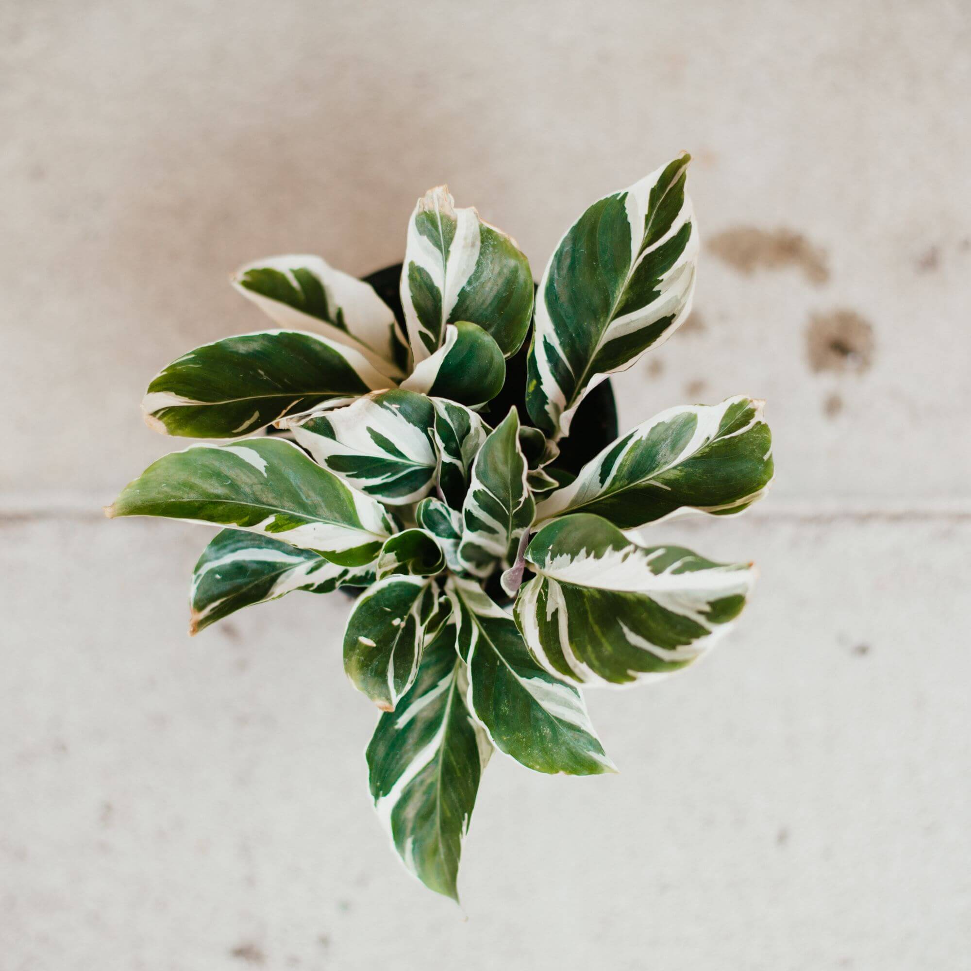 Calathea, Fusion White