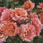 Floribunda Rose, Easy Does It
