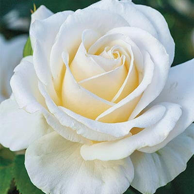 Floribunda Rose, Easy Spirit