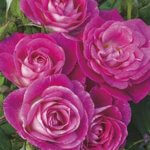 Floribunda Rose, Easy to Please