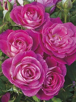 Floribunda Rose, Easy to Please