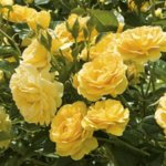 Floribunda Rose, Julia Child