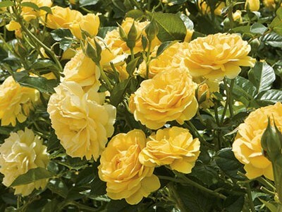 Image for Floribunda Rose, Julia Child