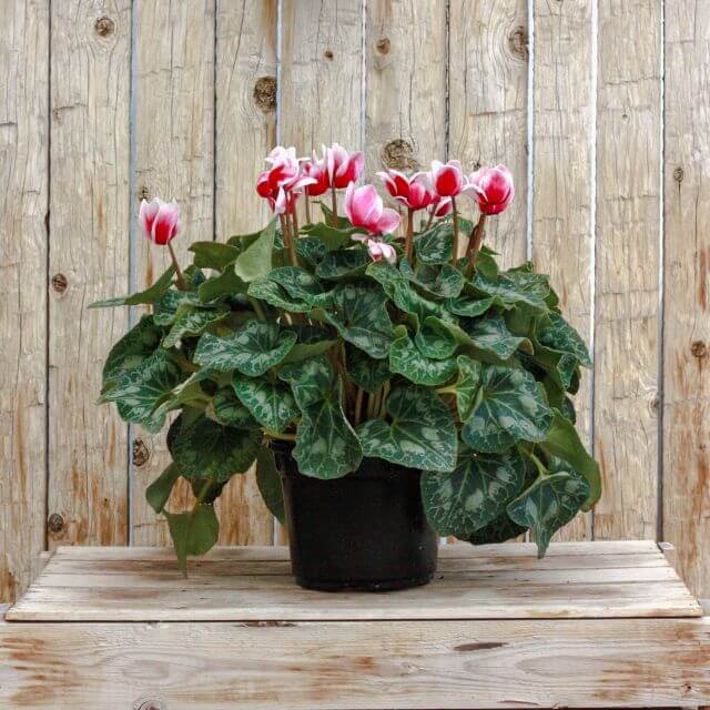 Cyclamen, Magenta with White Margins