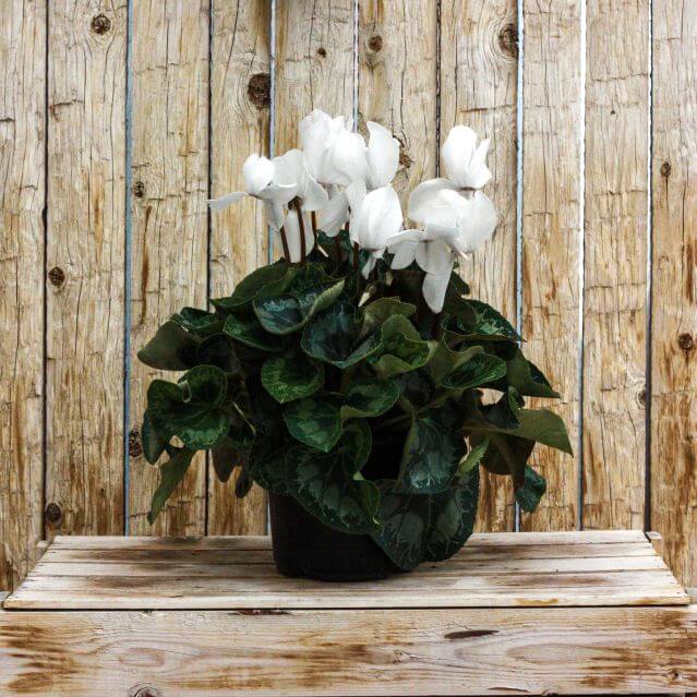 Cyclamen, White