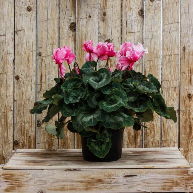 Cyclamen, Frilly Pink