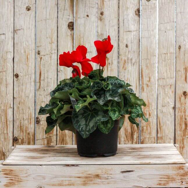 Cyclamen, Red