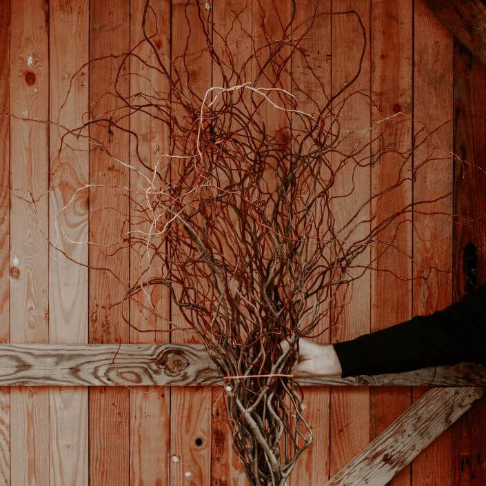 Curly willow branches