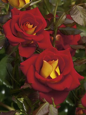 Floribunda Rose, Ketchup & Mustard