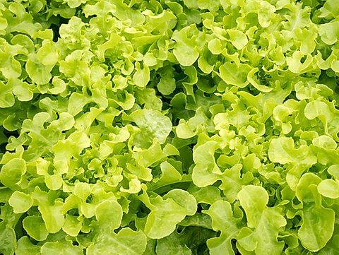 Lettuce, Salad Bowl Green