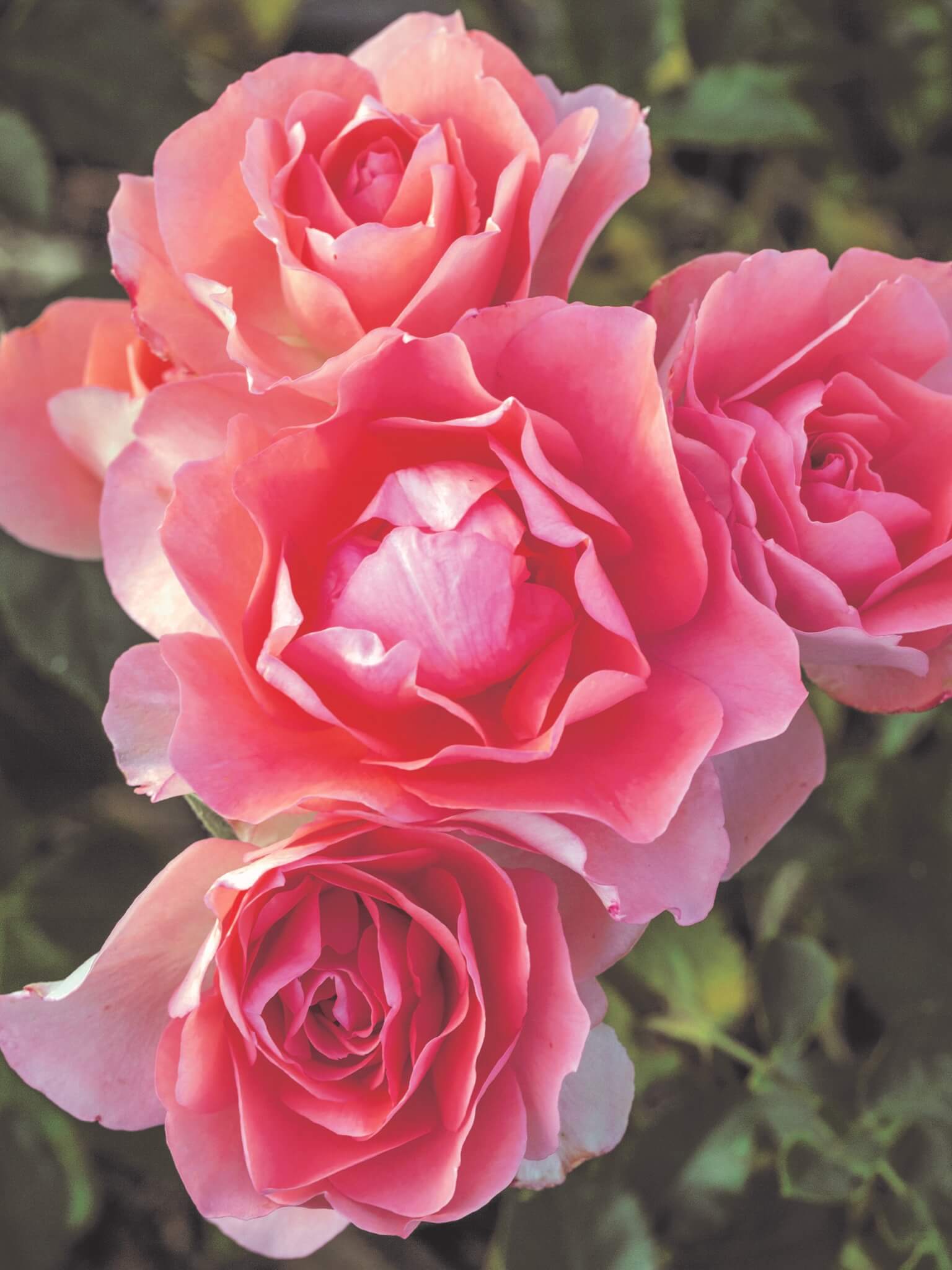 Floribunda Rose, Passionate Kisses