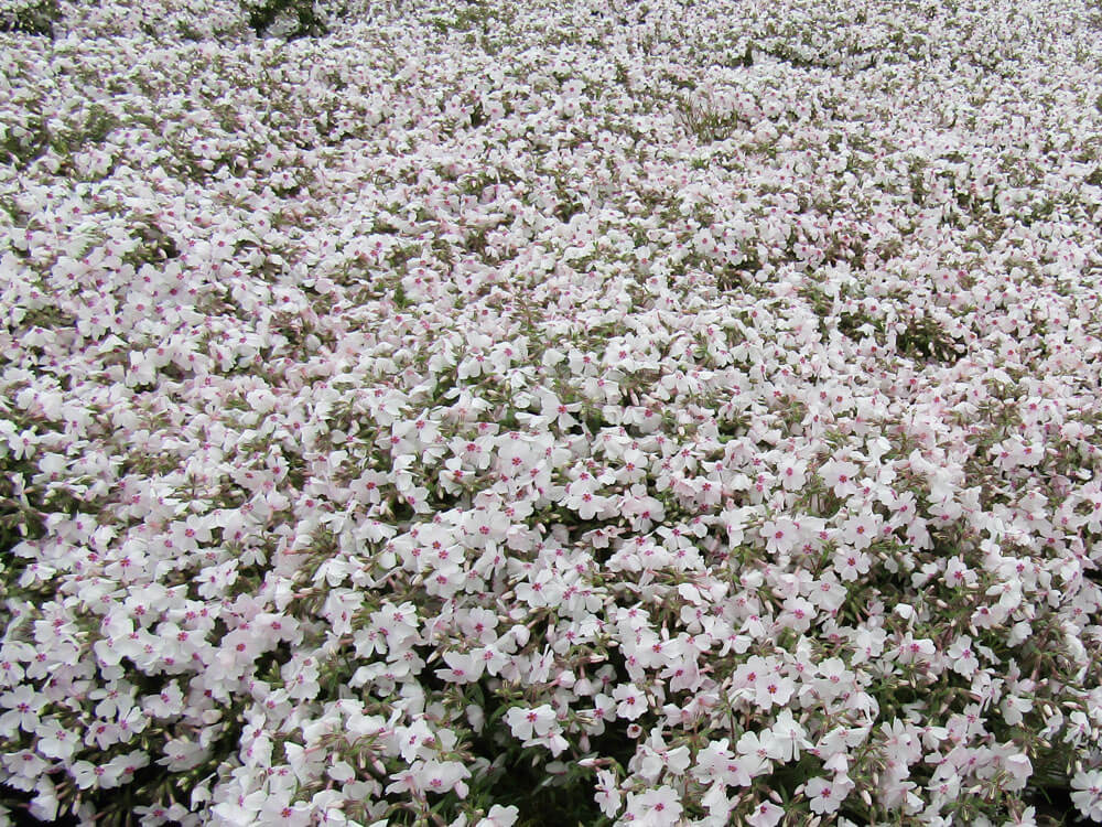 Phlox, Creeping Amazing Grace