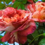 Climbing Rose, Tropical Lightning