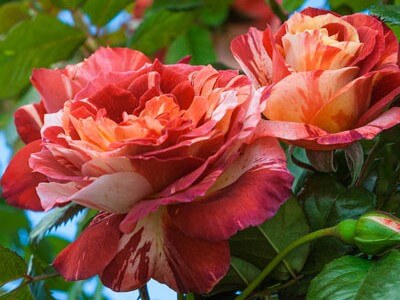 Climbing Rose, Tropical Lightning