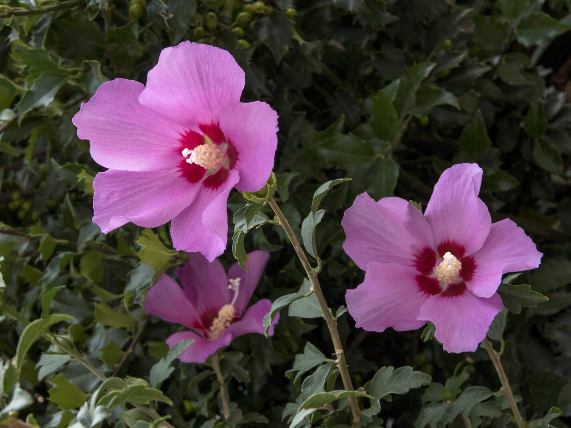 Althea, de Amboise