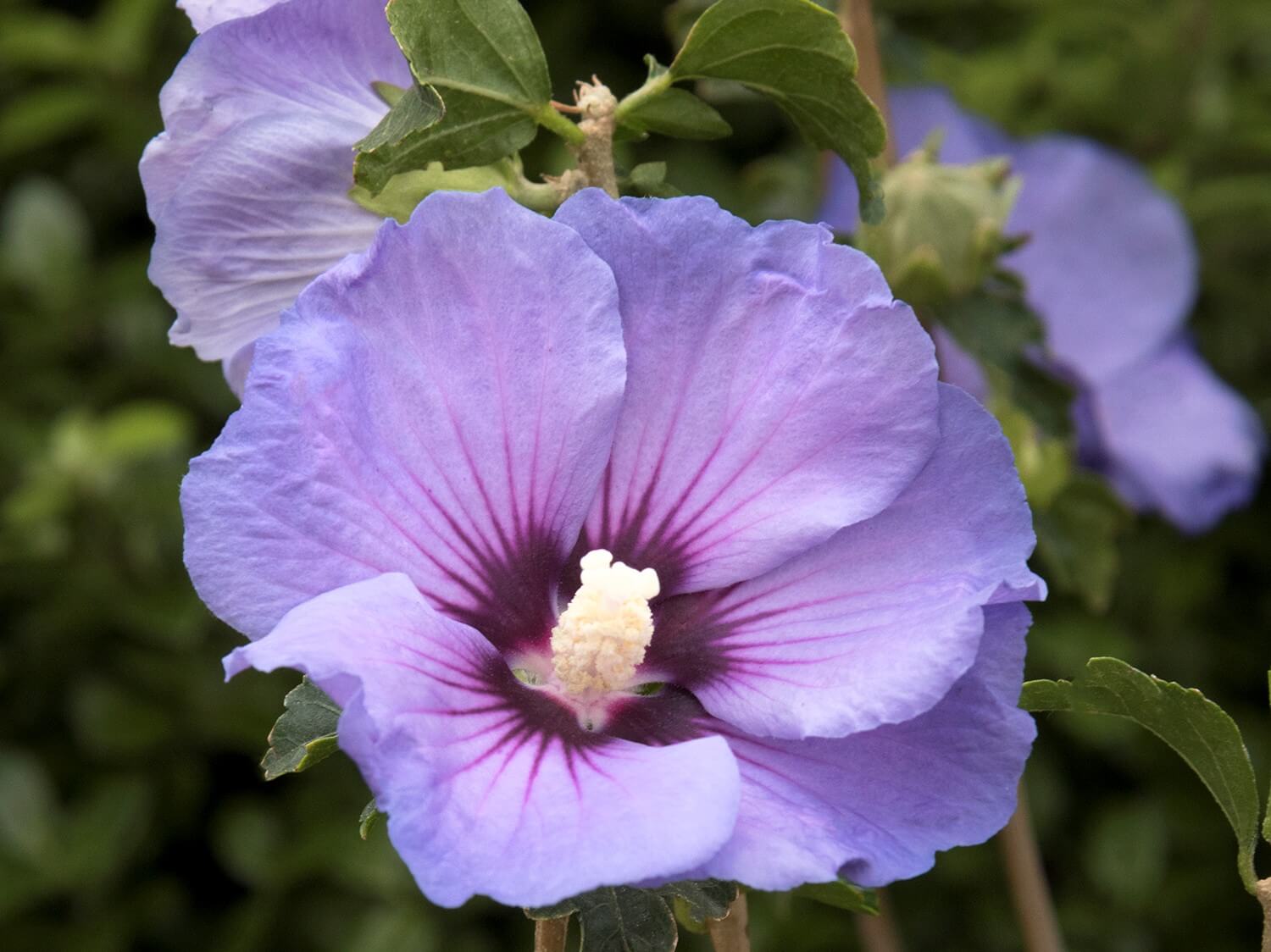 Althea, de Chantilly