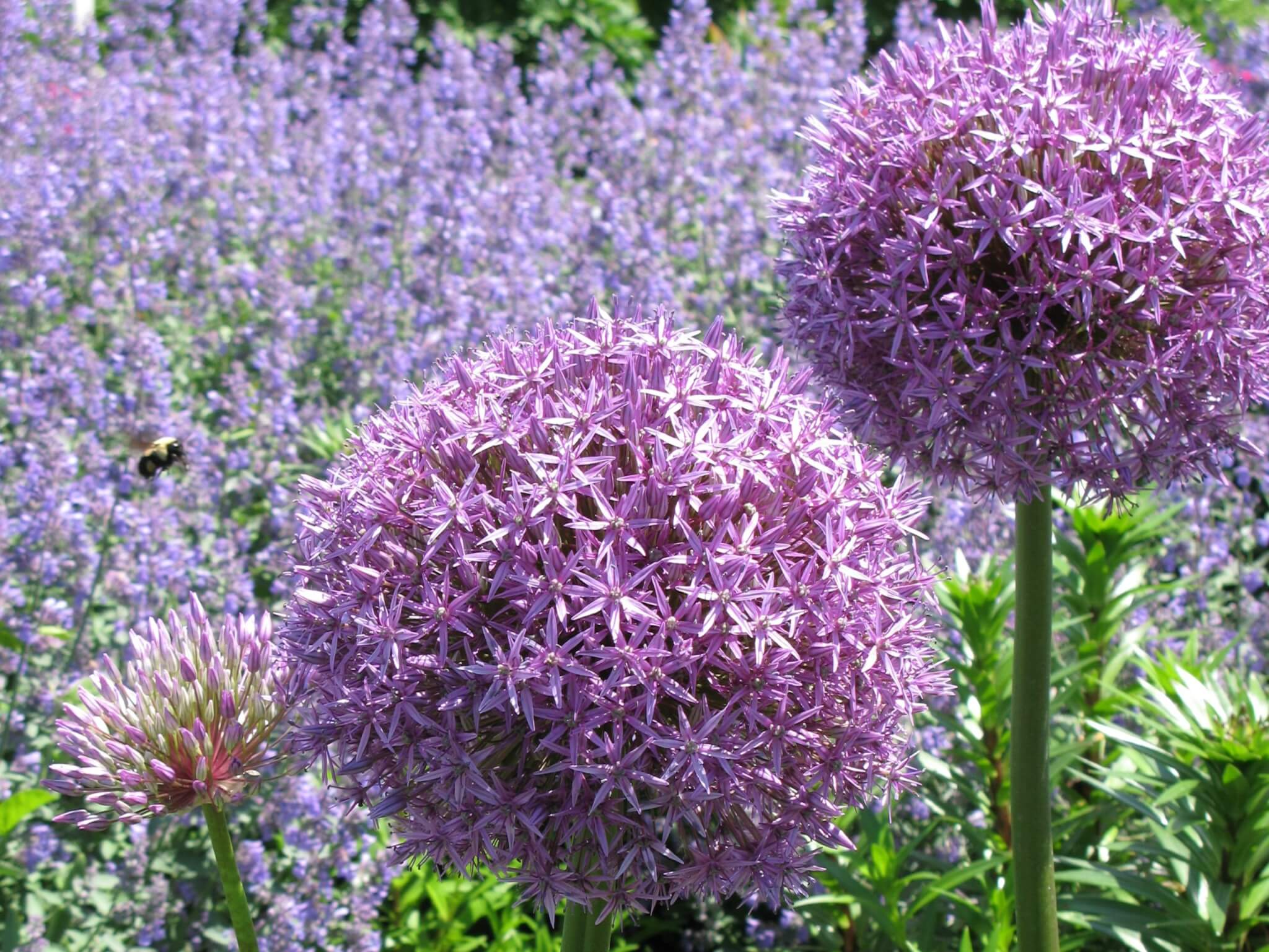 Allium, Globemaster