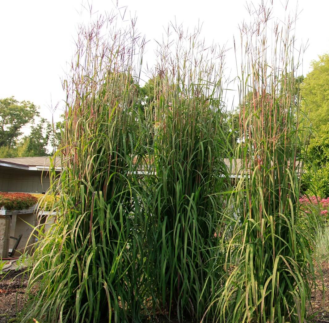 Grass, Big Bluestem Karl's Cousin