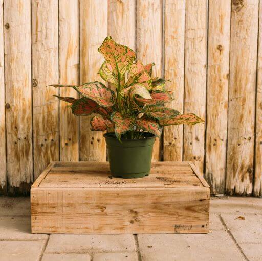 Chinese Evergreen, Red Valentine