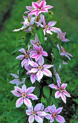 Clematis, Nelly Moser