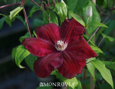 Clematis, Rouge Cardinal