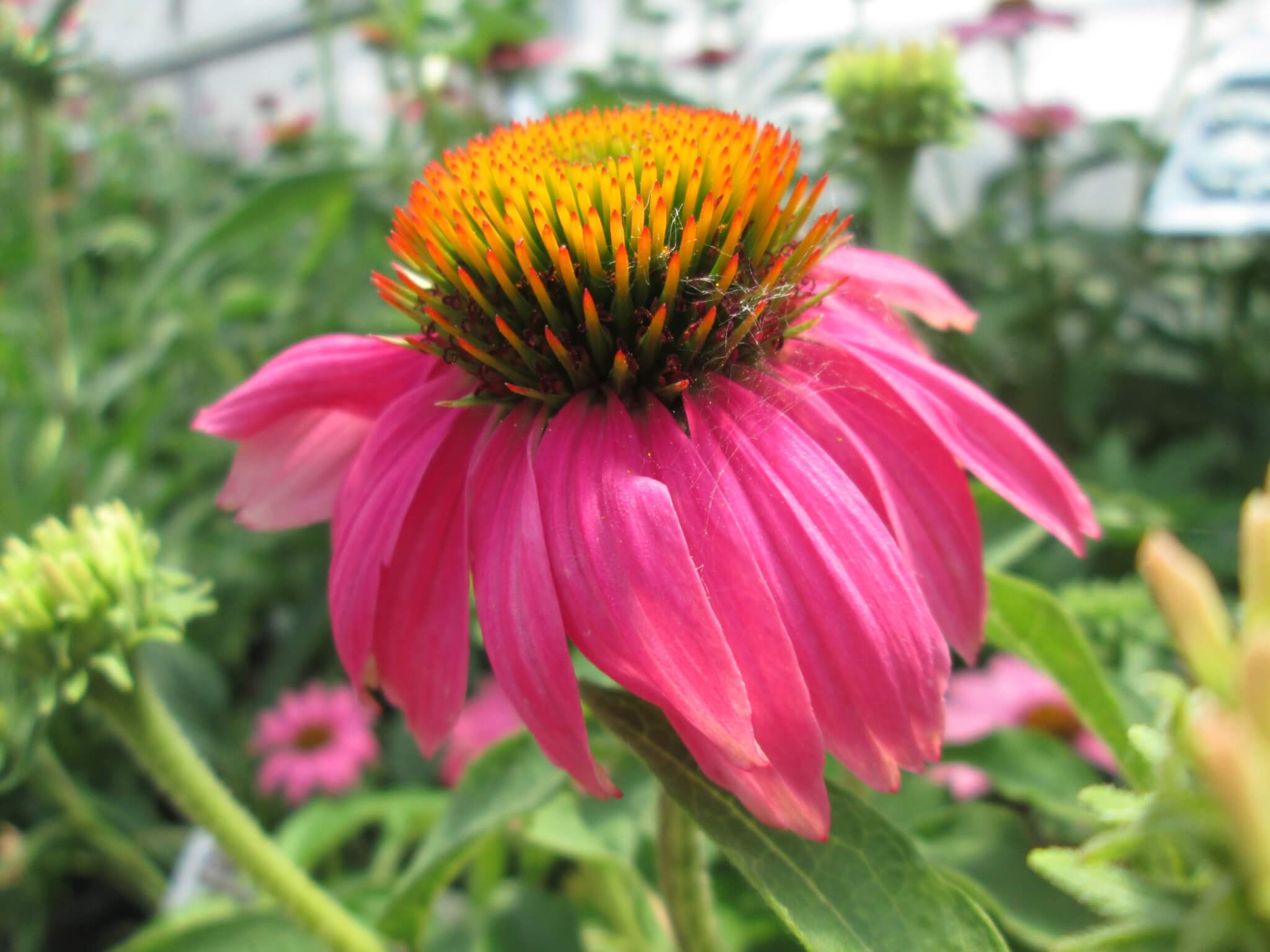 Coneflower, Pow Wow Wild Berry