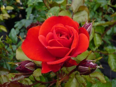 Floribunda Rose, Trumpeter
