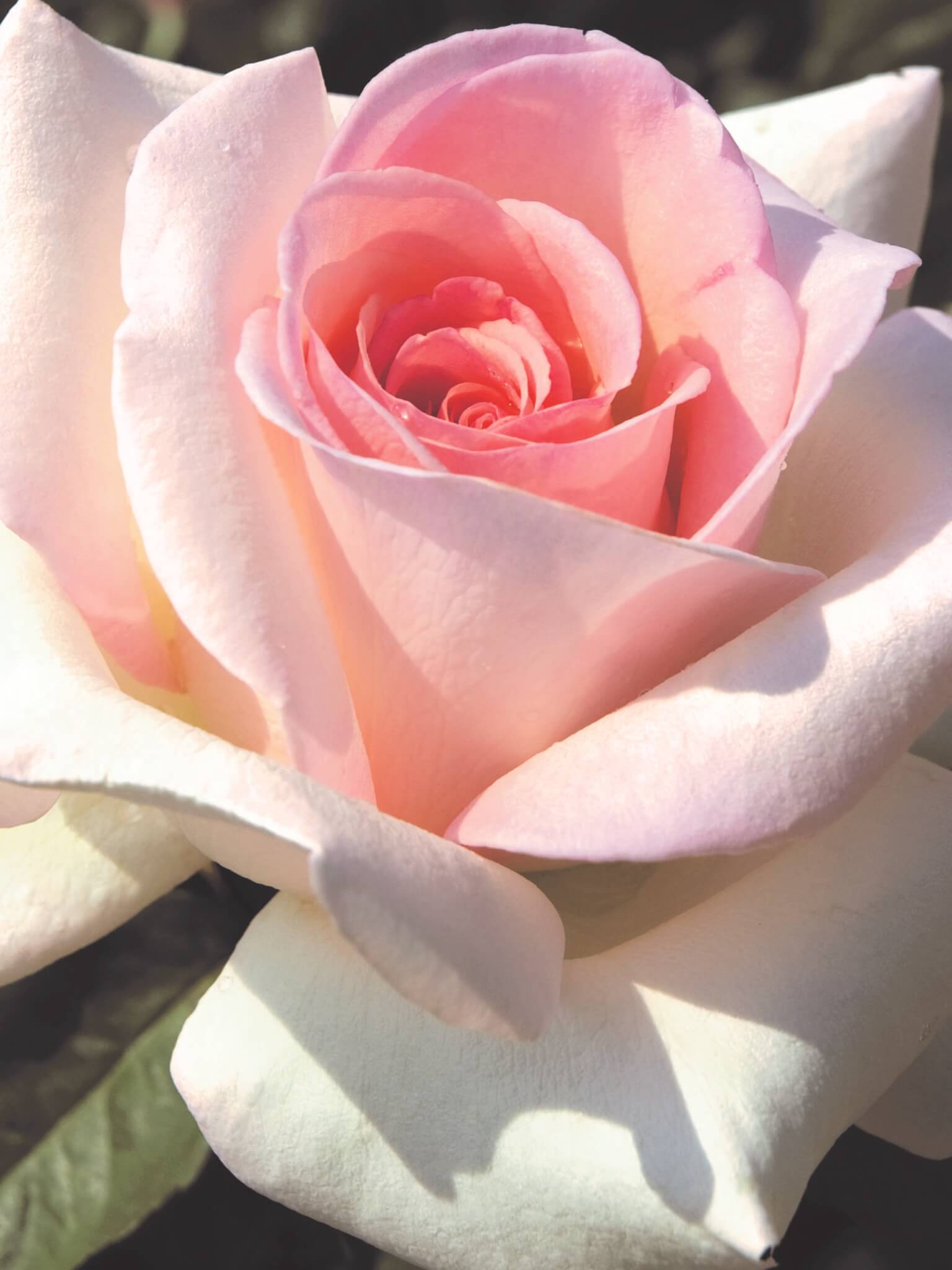 Hybrid Tea Rose, Francis Meilland