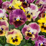 Pansy, Frizzle Sizzle Lemonberry