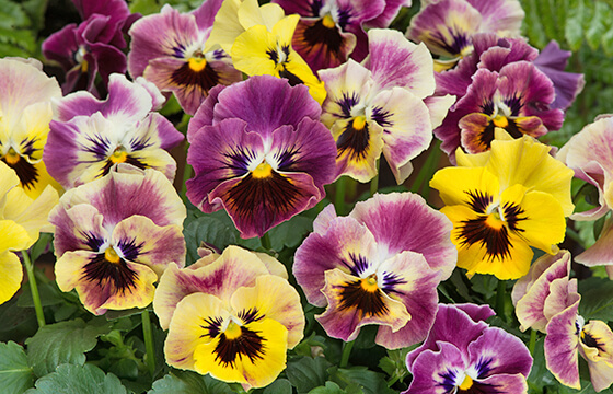 Pansy, Frizzle Sizzle Lemonberry