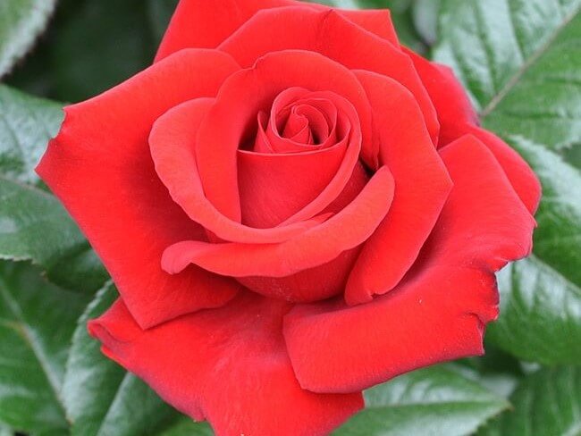 Grandiflora Rose, Crimson Bouquet