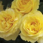 Grandiflora Rose, Happy Go Lucky