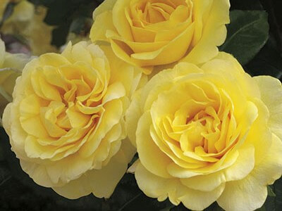 Grandiflora Rose, Happy Go Lucky