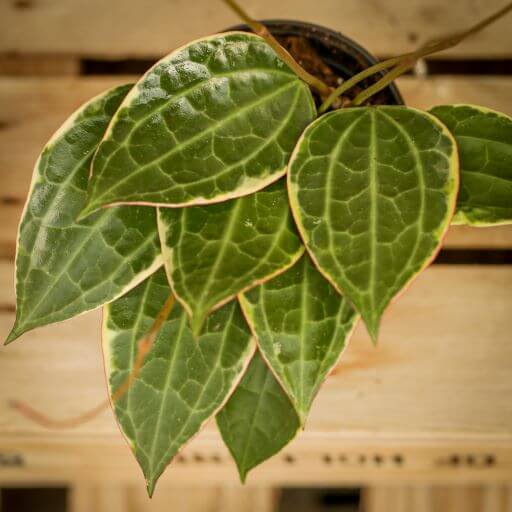 Hoya macrophylla