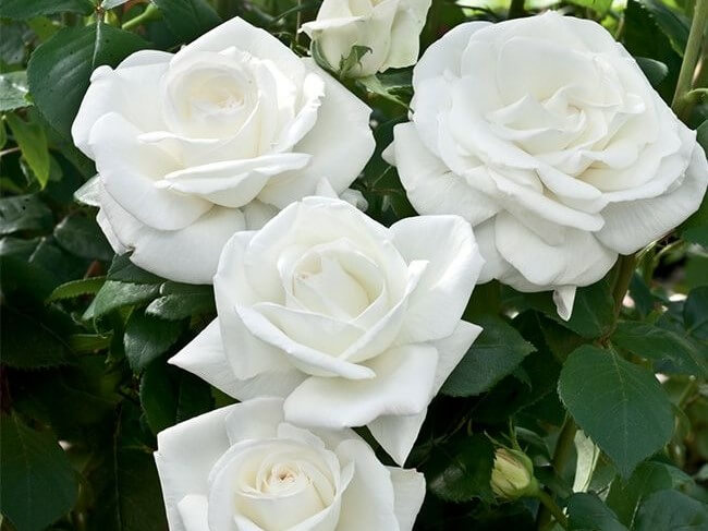 Hybrid Tea Rose, Sugar Moon