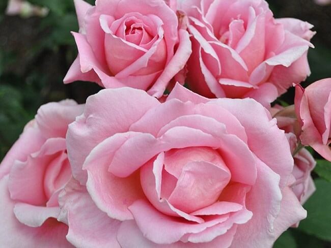 Hybrid Tea Rose, Tiffany